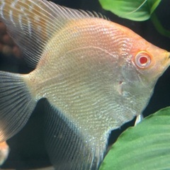 熱帯魚エンゼル