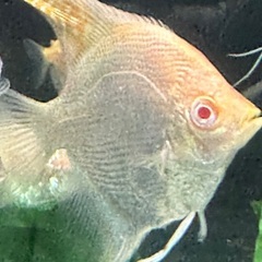 熱帯魚エンゼルの画像