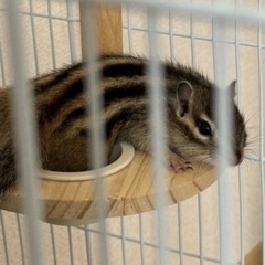 シマリス/里親募集