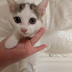 子猫　大切に可愛がってくださる方　里親になってください