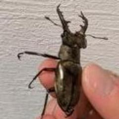 先着ミヤマ　ノコギリ　クワガタ