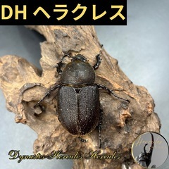 【新成虫】DHヘラクレス♀単60mm/ ※送料事前連絡にて変更可...