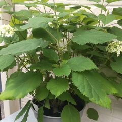 アナベル アジサイの画像