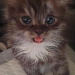 子猫ちゃんの里親募集