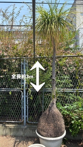 巨大観葉植物✴︎トックリラン　ノリナ　ポニーテール