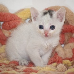 保護　子猫　可愛いメス　約1.5ヶ月