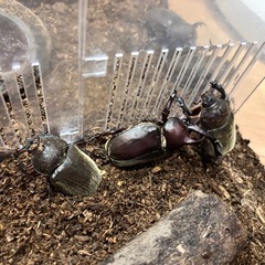 カブトムシの画像