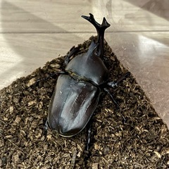 カブトムシ