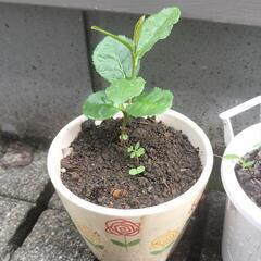 お茶の苗木