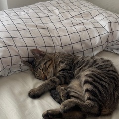 子猫ちゃん