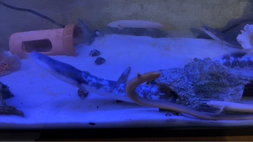 超希少✨パンダウナギ