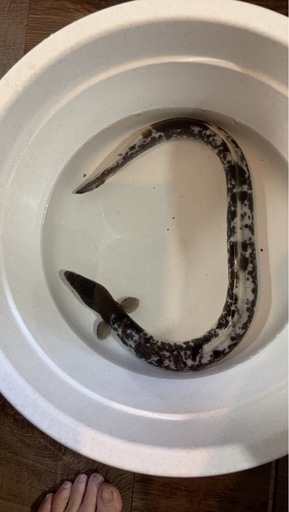 超希少✨パンダウナギ