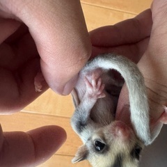 モモンガ