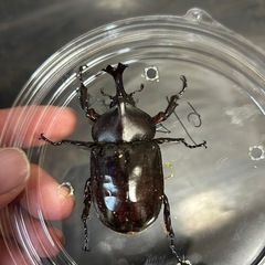 オキナワカブトムシ