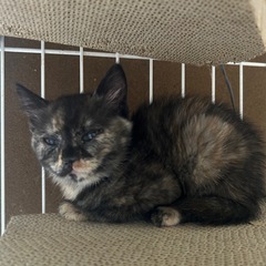 珍しいサビ猫さん