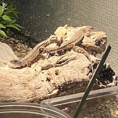 都賀周辺でカナヘビ、ニホントカゲがよくいる場所