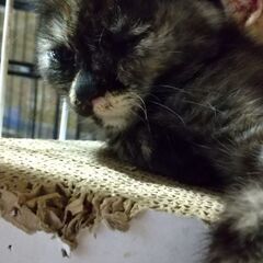 おっとり可愛いサビちゃん（2ヶ月半） − 三重県