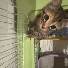 抱っこ大好きなキジトラちゃん(2ヶ月) - 里親募集