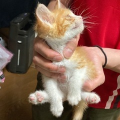 茶白オス！そろそろ2ヶ月