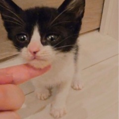 スーパーキュート白黒♡生後1ヶ月