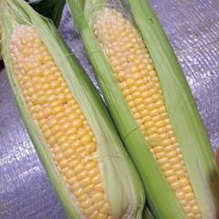 【予約受付】採れたてゴールドラッシュ🌽✨