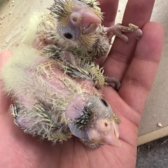オカメインコ雛2周目？里親探すか迷ってる