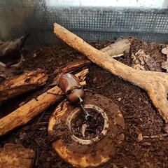 カブトムシ 雄