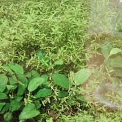 水草【パールグラス、ロタラなど】の画像