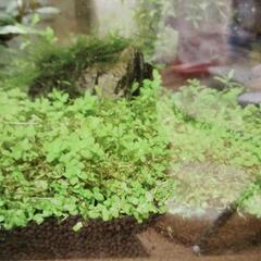 水草【パールグラス、ロタラなど】の画像