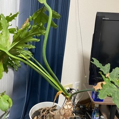 観葉植物無料で差し上げます。の画像