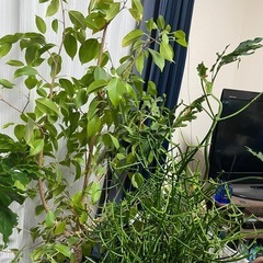 観葉植物無料で差し上げます。の画像