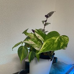 観葉植物無料で差し上げます。