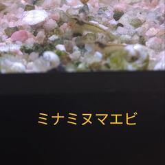 ミナミヌマエビ🦐めだか水槽のタンクメイトに❣️