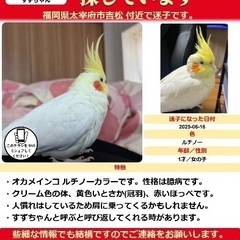 【迷子】オカメインコの保護