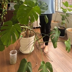 モンステラ　巨大　観葉植物