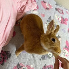 うさぎ3匹(ネザーランド、ホーランドロップ、ミニウサギ) - 町田市
