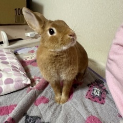 うさぎ3匹(ネザーランド、ホーランドロップ、ミニウサギ)
