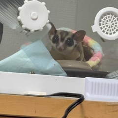 フクロモモンガ~里親募集~