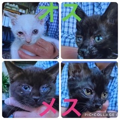 子猫　2カ月　4匹
