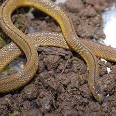 タカチホヘビ