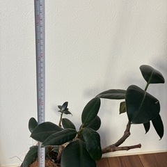 ゴムの木　フィカス　観葉植物　鉢つきの画像
