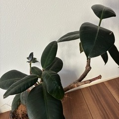 ゴムの木　フィカス　観葉植物　鉢つきの画像