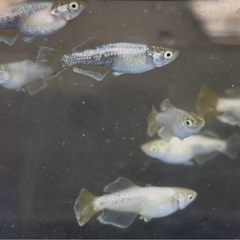 めだか
