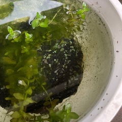 メダカ稚魚10匹の画像