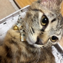凛(仮)