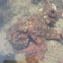 海レジャーサポート（タコ獲り）