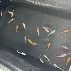メダカ 25匹の画像