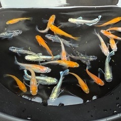 メダカ 25匹