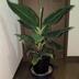 ランキングキーワードに紐づく投稿画像-観葉植物