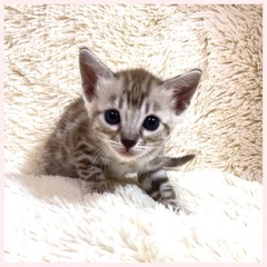 ベンガル猫専門ブリーダーです。5月20日生まれ